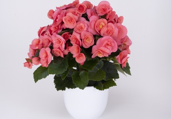 Begonia Sweeties kolekcija Sweeties Pink