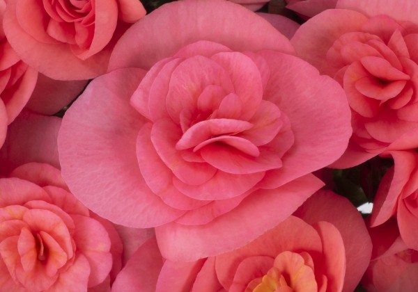 Begonia Sweeties kolekcija Sweeties Pink
