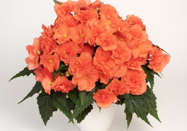 Begonia Florencio kolekcija Florencio Double Salmon