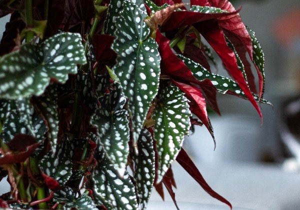 Begonia Maculata kolekcija Spotlight Green