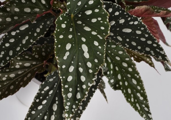 Begonia Maculata kolekcija Spotlight Green