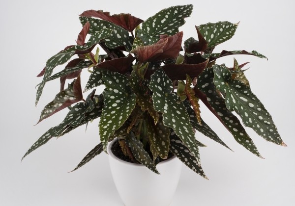 Begonia Maculata kolekcija Spotlight Green
