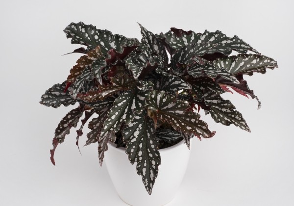 Begonia Maculata kolekcija Spotlight Dark