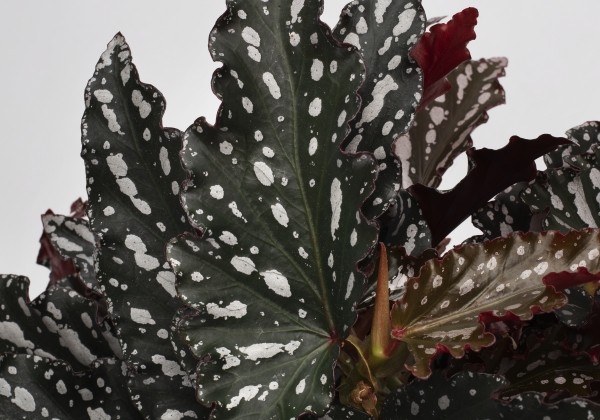 Begonia Maculata kolekcija Spotlight Dark
