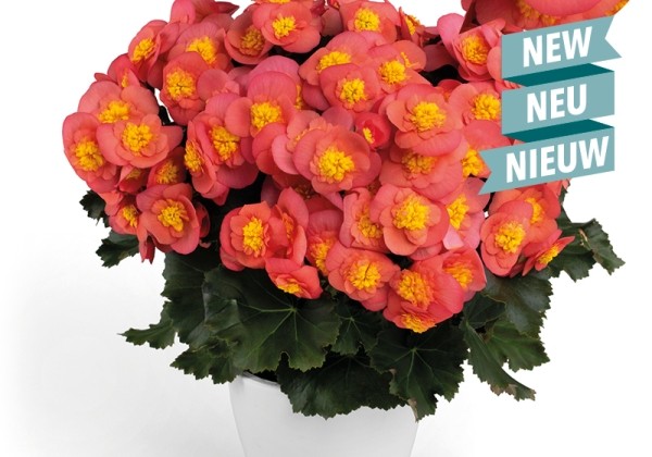 Begonia Belove kolekcija Salmonpink
