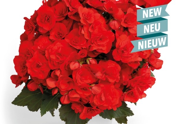 Begonia NextGen kolekcija Balisto