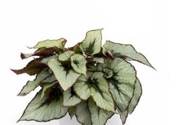 Begonia Special Collection JW Escargot