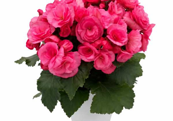 Begonia NextGen kolekcija Hailey Pink
