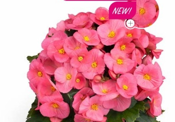 Begonia Pink Ribbon