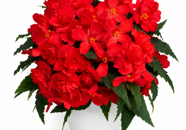 Begonia Florencio kolekcija Florencio Fire