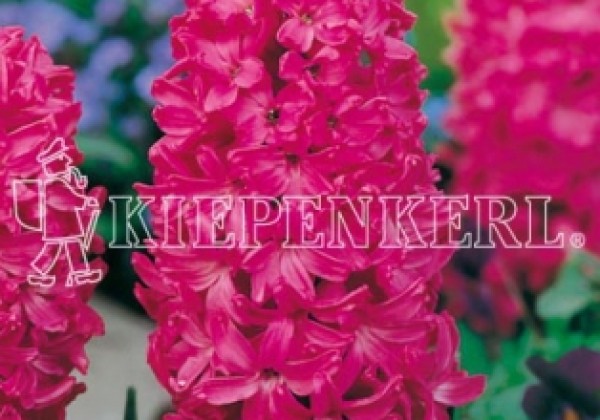 Hyacinthus orientalis Jan Bos 17/18