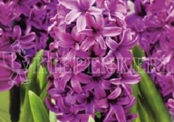 Hyacinthus orientalis Miss Saigon 16/17