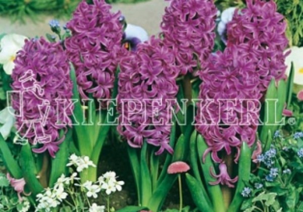 Hyacinthus orientalis Splendid Cornelia 17/18