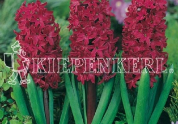 Hyacinthus orientalis Woodstock 16/17