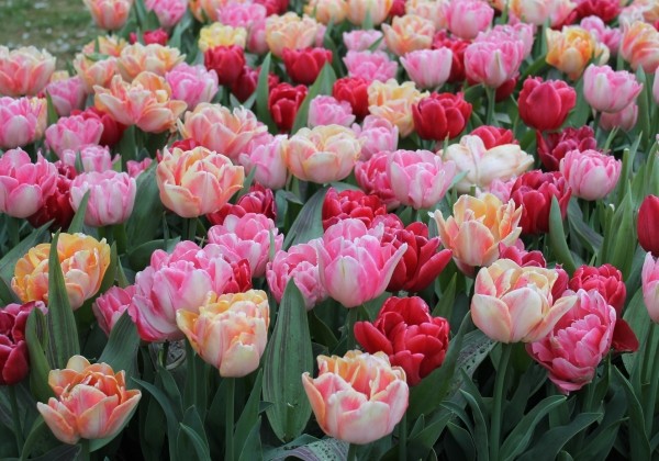 Tulipa, agra Mischung 11/13