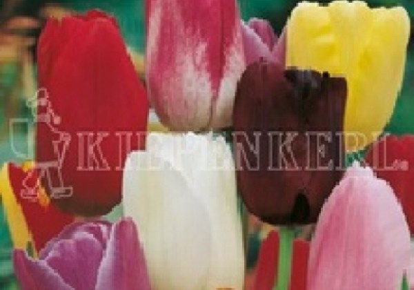 Tulipa, vēla, vienk. z. Mischung 11/12