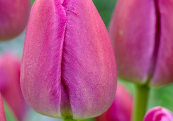 Tulipa, Darvina hibrīds Purple Pride 11/12