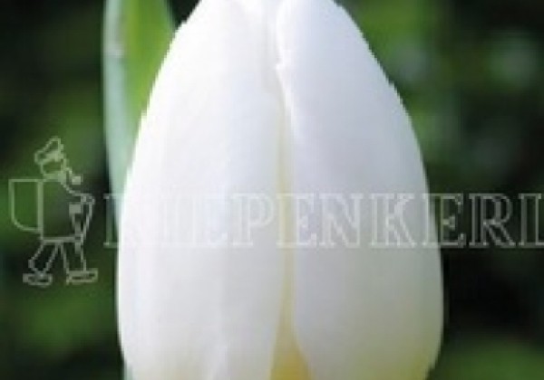 Tulipa, agra, vienk. z. White Prince 11/12