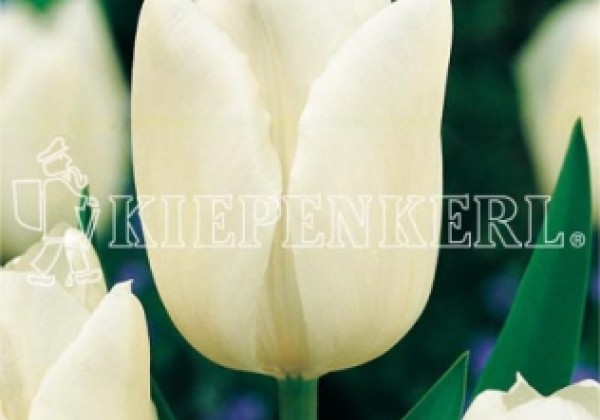 Tulipa, agra, vienk. z. White Marvel 11/12