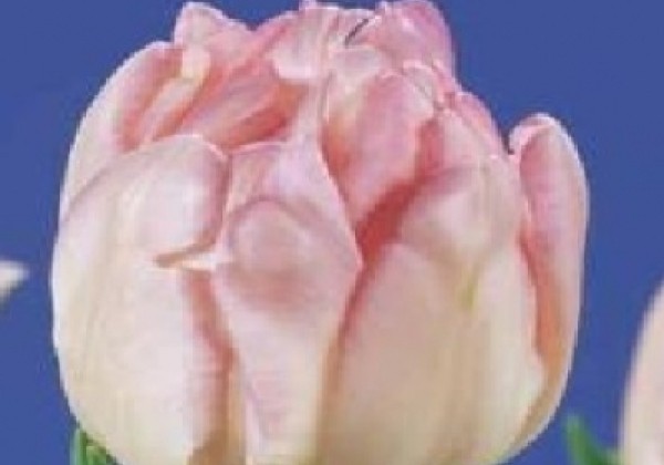 Tulipa, agra, pild. z. Foxtrott 11/12