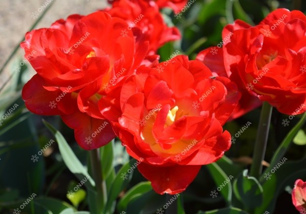 Tulipa, agra, pild. z. Pamplona 11/12