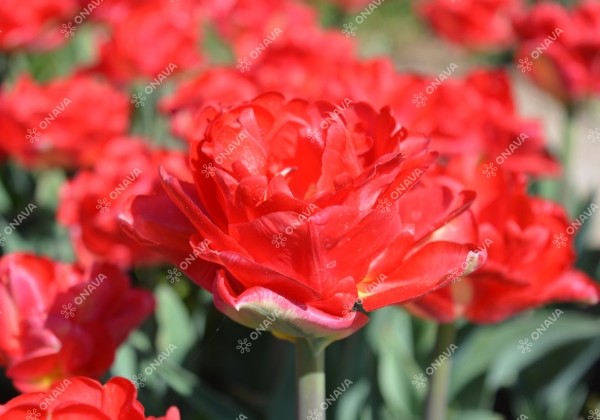 Tulipa, agra, pild. z. Pamplona 11/12