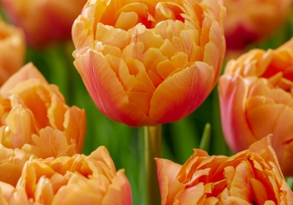 Tulipa, agra, pild. z. Caracas
