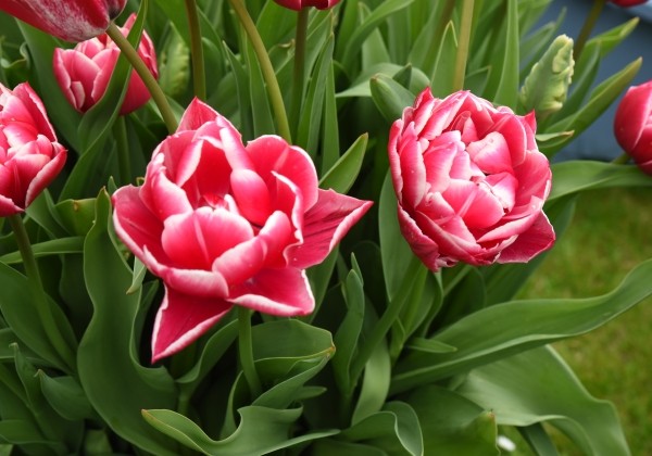 Tulipa, agra, pild. z. Columbus