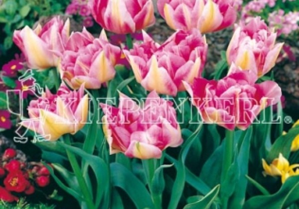 Tulipa, agra, pild. z. Peach Blossom 11/12
