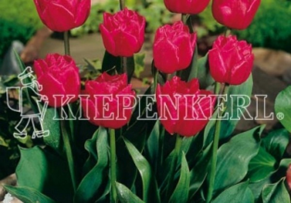 Tulipa, agra, pild. z. Queen of Marvel 11/12