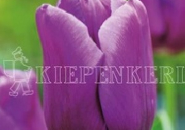 Tulipa, triumfa Blue Beauty 11/12
