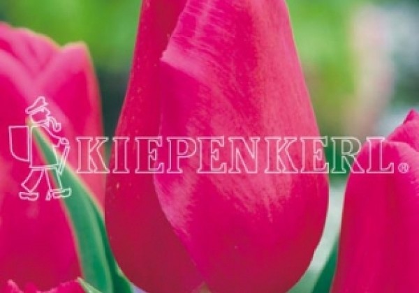 Tulipa, triumfa Barcelona 11/12