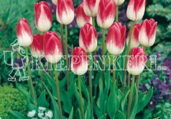 Tulipa, triumfa Blenda 11/12