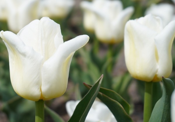 Tulipa, triumfa Calgary 11/12