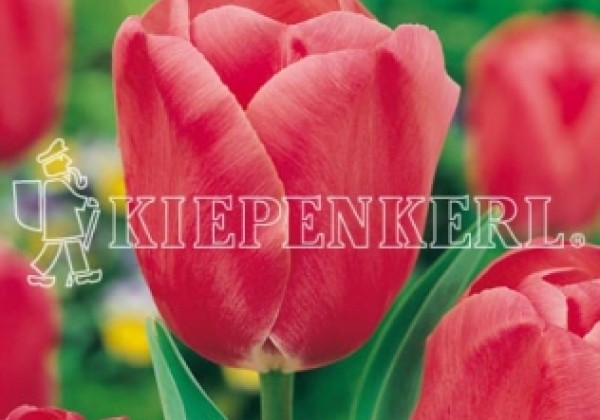 Tulipa, triumfa Carola 11/12