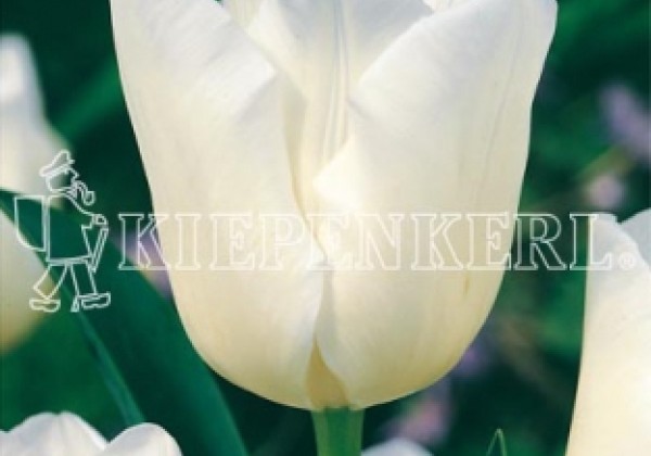 Tulipa, triumfa Cheers 11/12