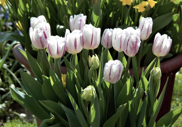 Tulipa, agra, vienk. z. Flaming Prince 11/12