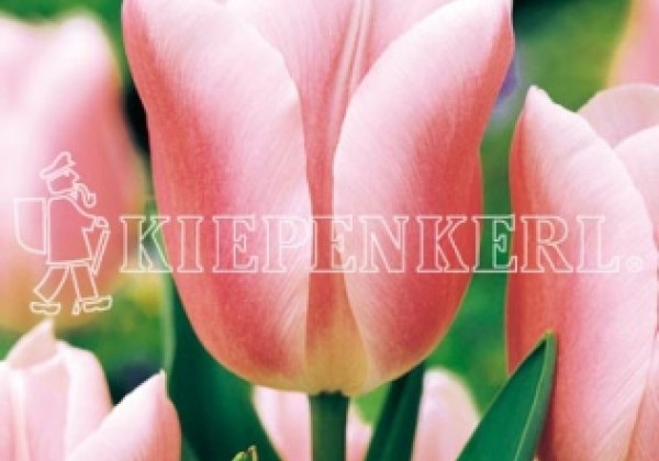Tulipa, triumfa Gabriella 11/12