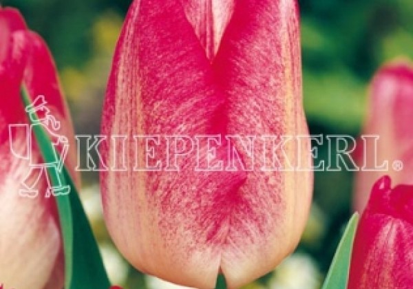 Tulipa, triumfa Gander's Rhapsody 11/12