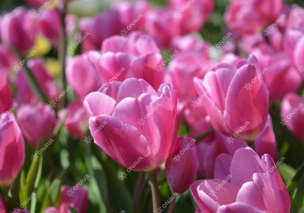 Tulipa, triumfa Happy Family 11/12