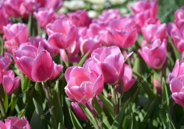 Tulipa, triumfa Happy Family 11/12