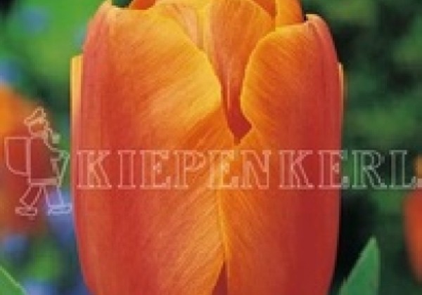 Tulipa, triumfa Jimmy 11/12
