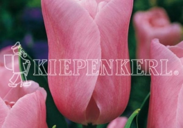 Tulipa, triumfa Mistress 11/12