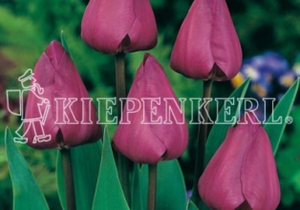 Tulipa, triumfa Negrita 11/12