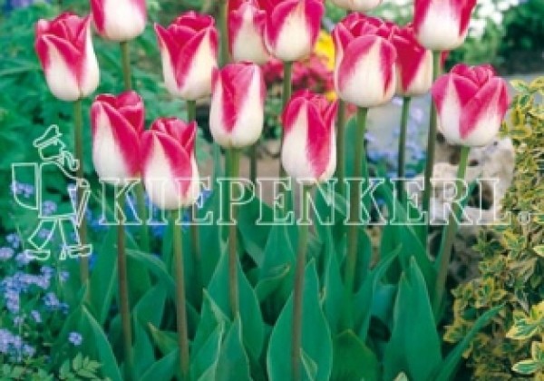 Tulipa, triumfa Page Polka 11/12