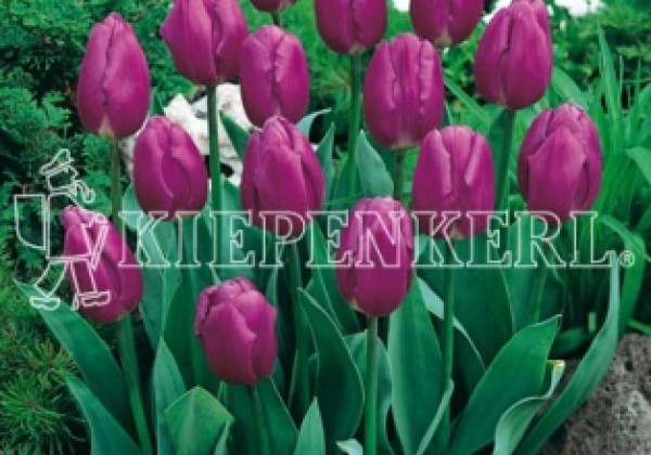 Tulipa, triumfa Purple Flag 11/12