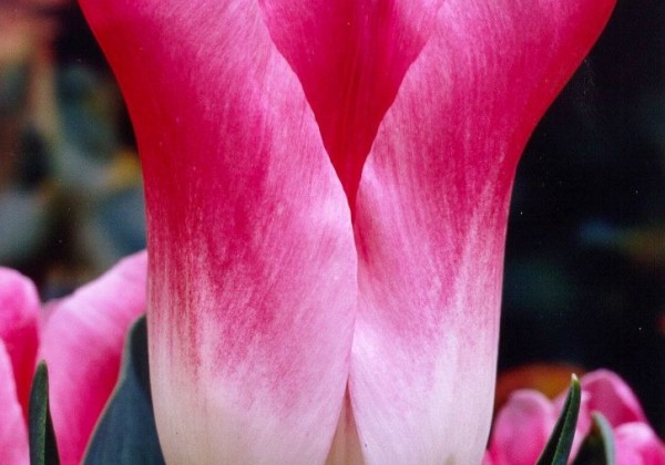 Tulipa, triumfa Royal Ten 11/12