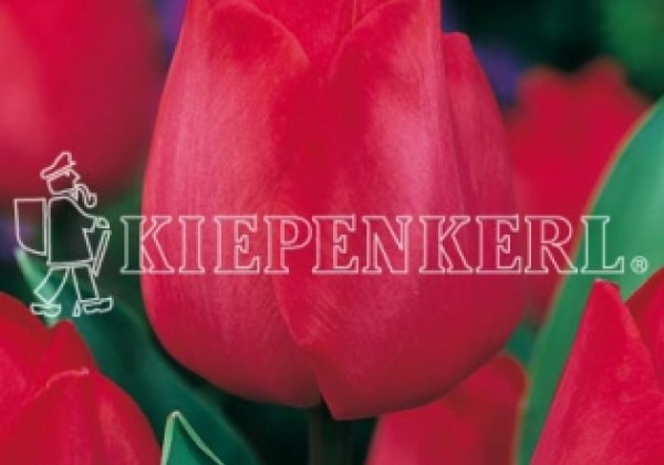 Tulipa, triumfa Spring 12/+