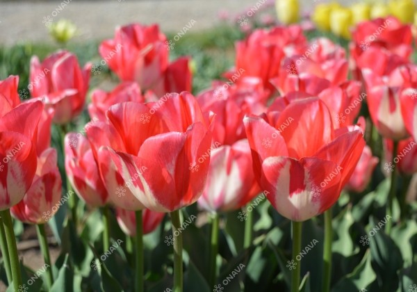 Tulipa, triumfa Spring Break 12/+