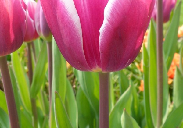 Tulipa, triumfa Synaeda Blue 11/12